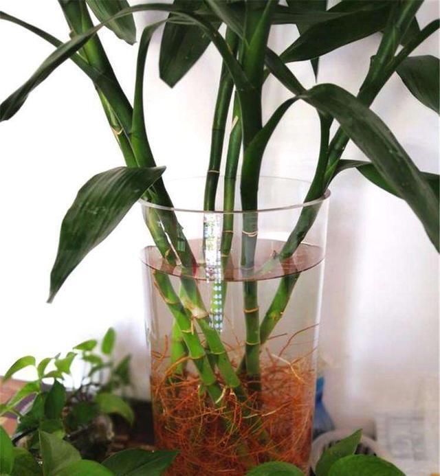 水培富贵竹|水培富贵竹,“2种料”放一点在水里,叶浓绿,15天长出白根
