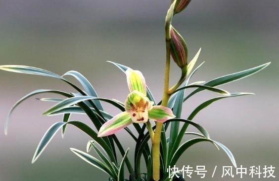 这种兰花极具“帝王气息”,一花双色,兰香浓烈,新手也能养爆盆!