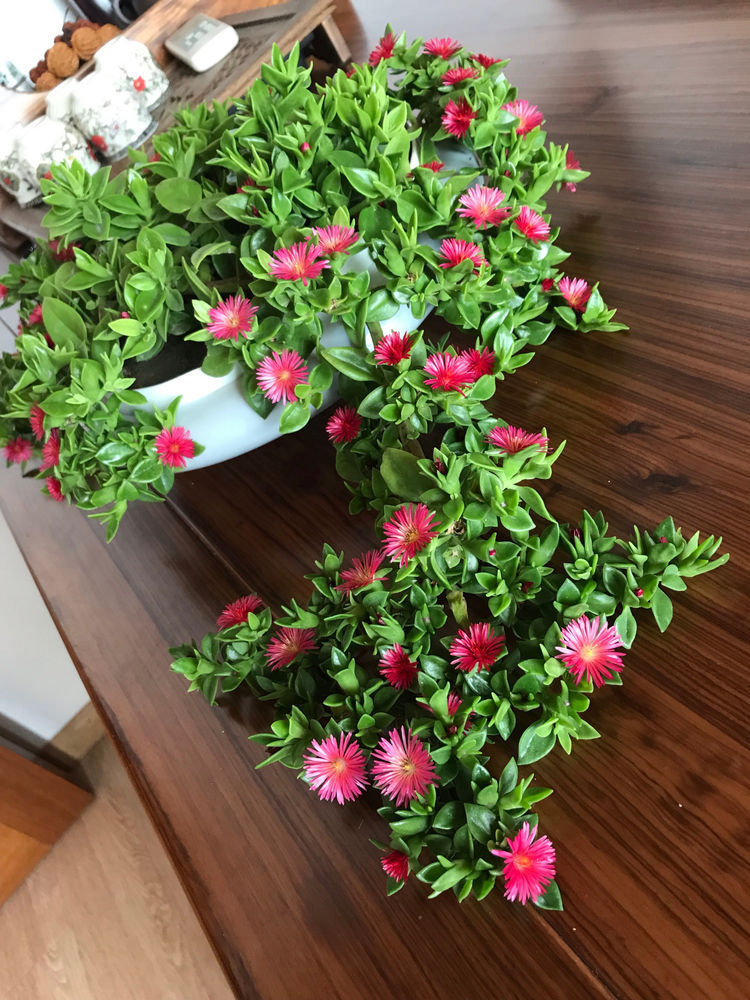 养这几款植物,沾点水就爆盆,花开美轮美奂,阳台成烂漫花园,美