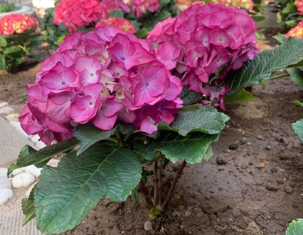 营养液|马上进入花期的花，10天一次肥，下个月就开花