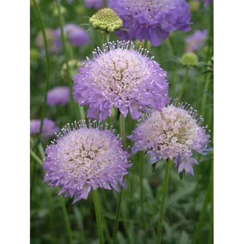 喜欢菊花，不如养盆紫盆花，花期超长一年四季均可开花