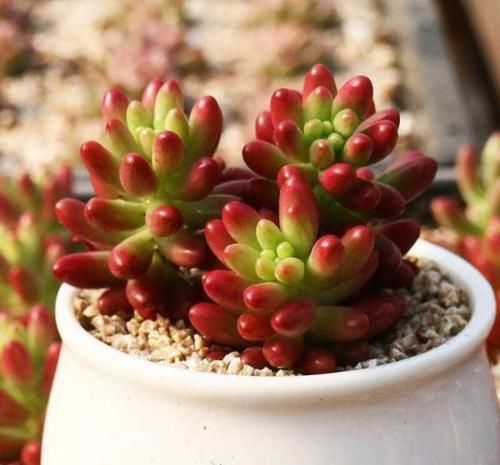 浇水|多肉这样浇水,才能让它越长越好,有观赏价值