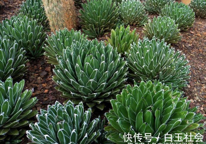 芦荟|10种最耐寒的多肉植物，零下了都不会死，新手就养它们吧