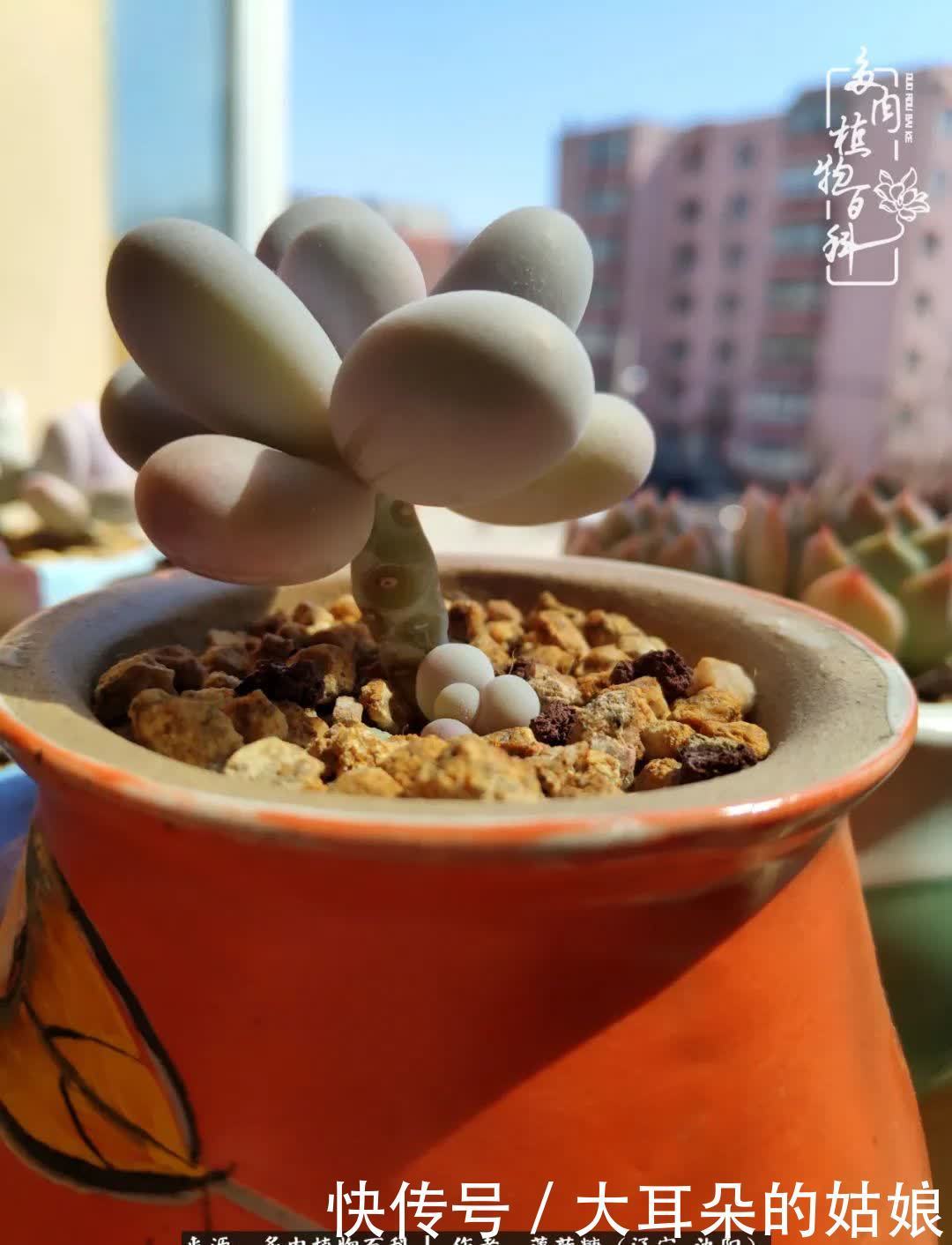 沉淀|用多肉记录时间的沉淀!