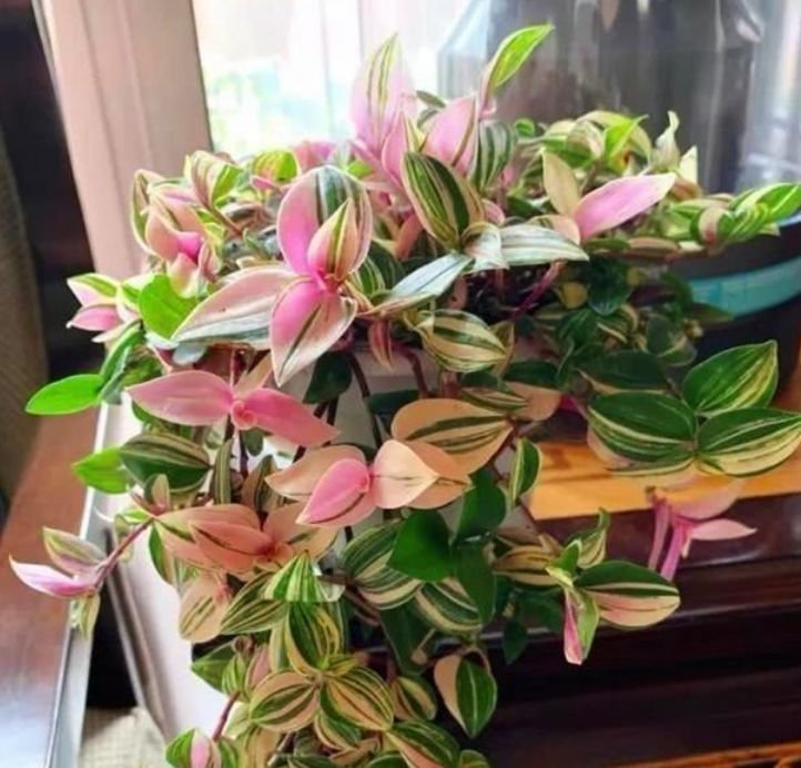 最适合新手养的4种花,沾土就能活,浇水就疯长,开花爆盆很容易