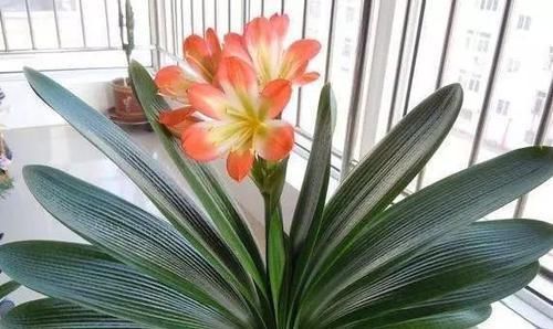 浇君子兰加“3种肥水”,养2年不烂根,土壤疏松透气、肥沃促花