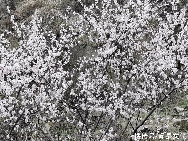 祁河散文:桃花依旧笑春风