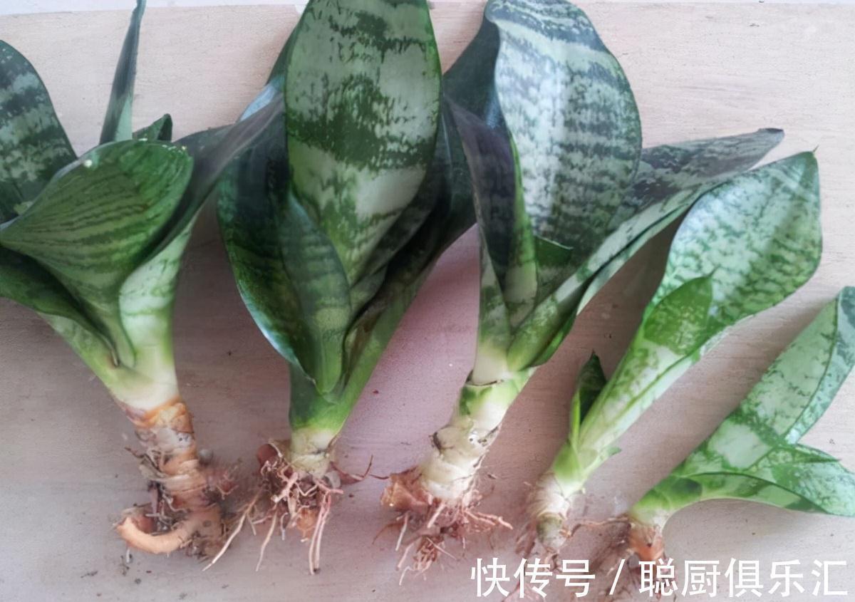 盆里埋一颗大力丸,虎皮兰侧芽挤爆盆,还大拇指一般粗