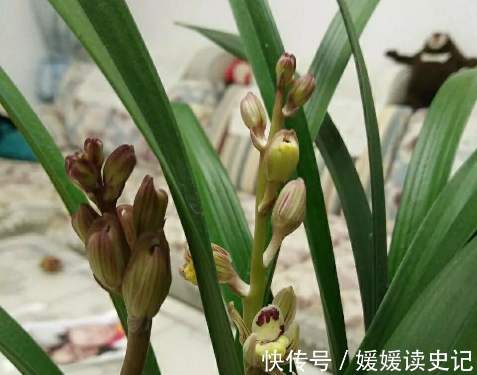 花卉|她养的兰花四季常开，艳丽又多姿，网友选对品种很重要