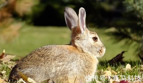 大贵人|未来7天，家中喜事连连，好事接二连三的3大生肖