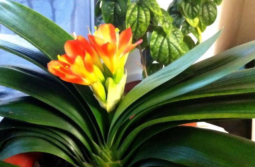 君子兰盆里扔2种垃圾,做好2点,度夏更轻松