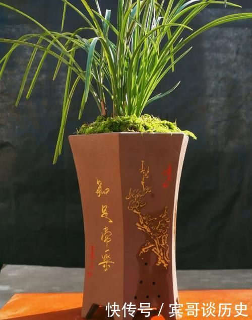 腐苗|兰花什么时候必须换盆？这3种情况，只有换盆才能成活