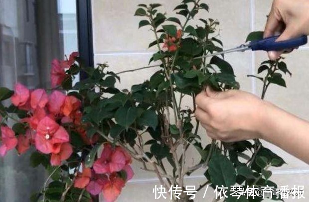 一茬花|三角梅花谢了，趁着还没入冬，“2件事”尽早做，来年轻松开爆盆