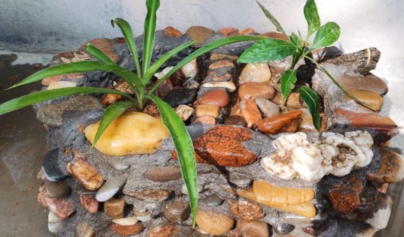 水培|大石头、小石头,养花各有妙用,身边的朋友全抢疯了