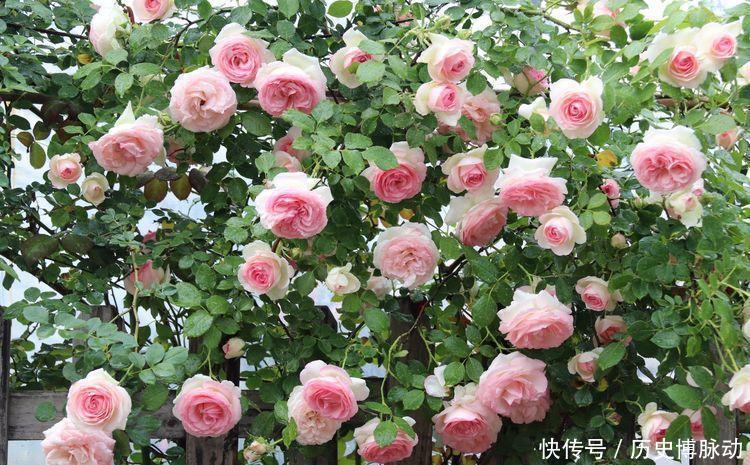 几款花卉,超级漂亮还旺运,寓意超好的,满屋都是香气