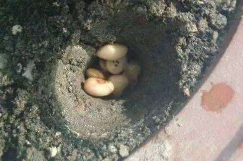 给花卉换盆土，2种“东西”垫盆底，变肥沃，比营养土强10倍！