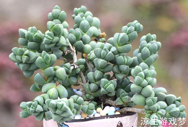 多肉鹿角海棠和劳尔,一个可以打造盆景和赏花,一个出状态后超美