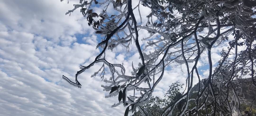 黄荆|美出新境界 四川古蔺黄荆老林立冬雪后现雾凇奇观