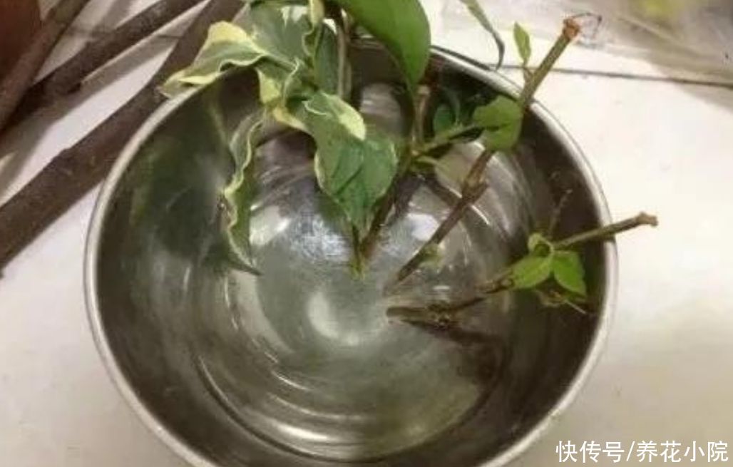 成活率|扦插花卉,枝条放2种水里泡一下,生根快容易成活