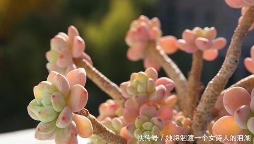 冬天养多肉,做好4件事,肉肉依旧肥美,阳台党也能养出状态!