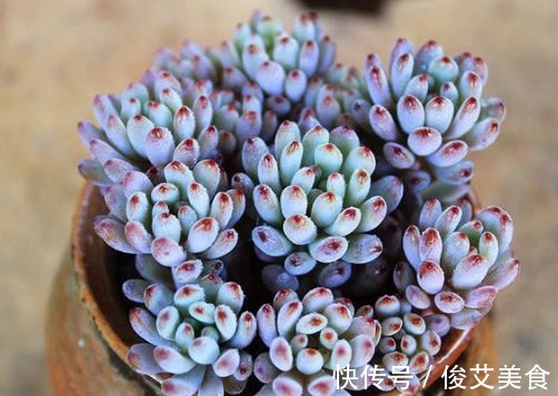 多肉蓝豆怎么养更漂亮教你3个盆栽的小妙招,养出最美的蓝豆