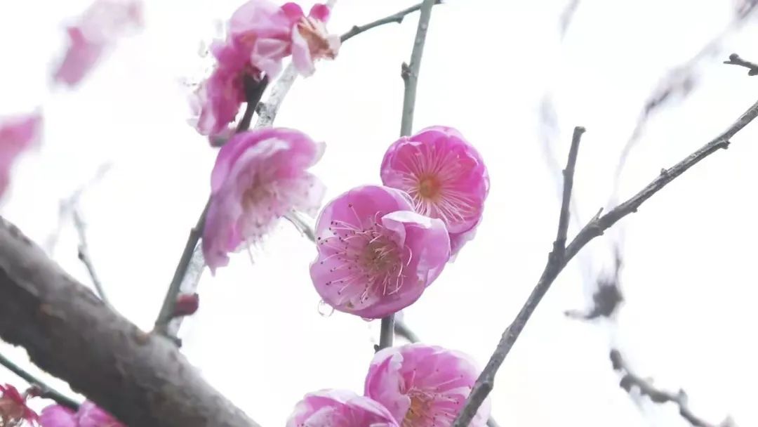 梅花|立春赏梅，太漂亮了！永嘉这里万株梅花盛放！