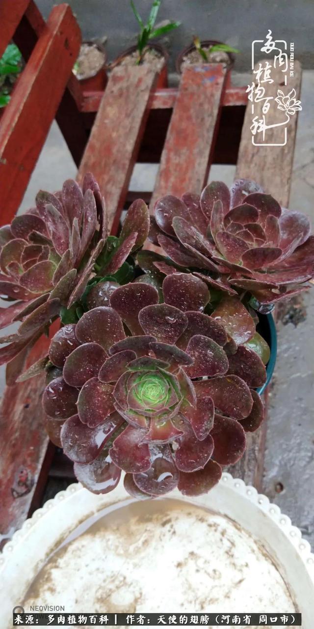 唯有植物,我的人生才不孤独!