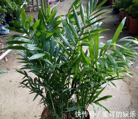 家里采光差，养上3种耐阴花，大气，上档次，皮实又好养