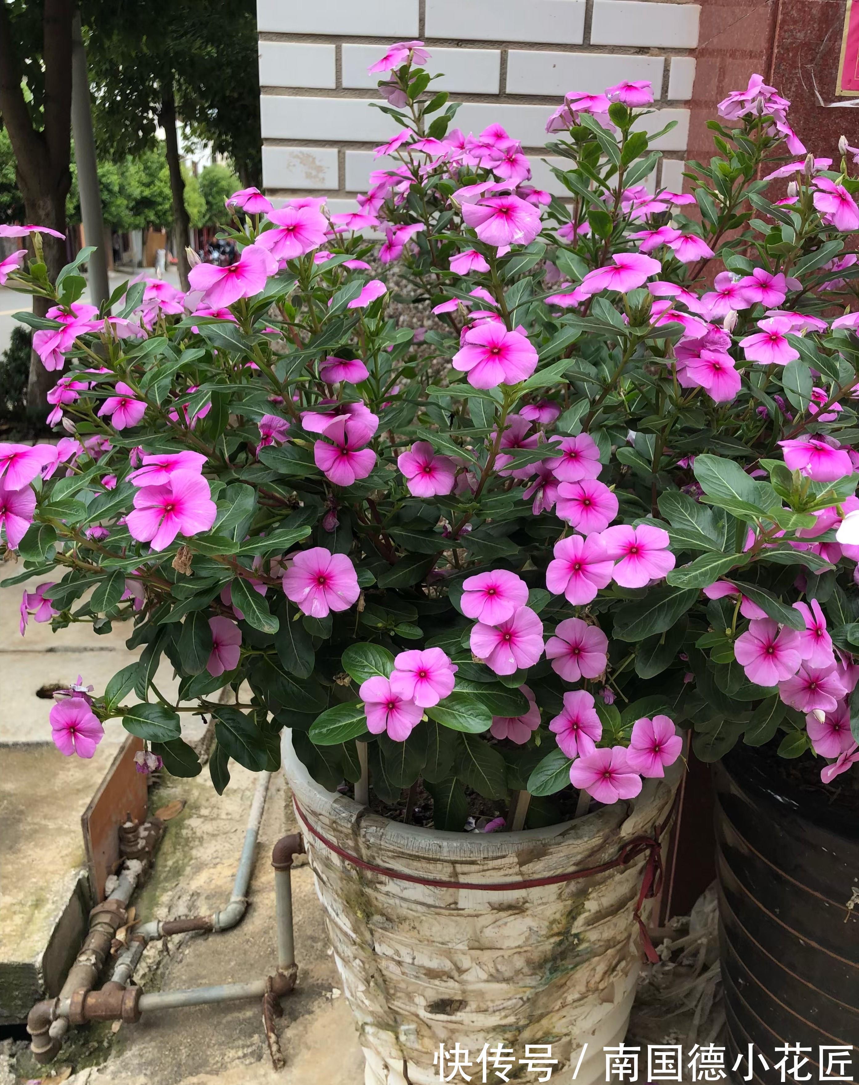 白掌|5种“漂亮花”，从来不生虫，家里干净卫生，花开不断，真省心