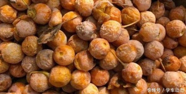 3类种子得捡回家,冬天将它扔水里,呼呼长成漂亮的绿植盆栽!