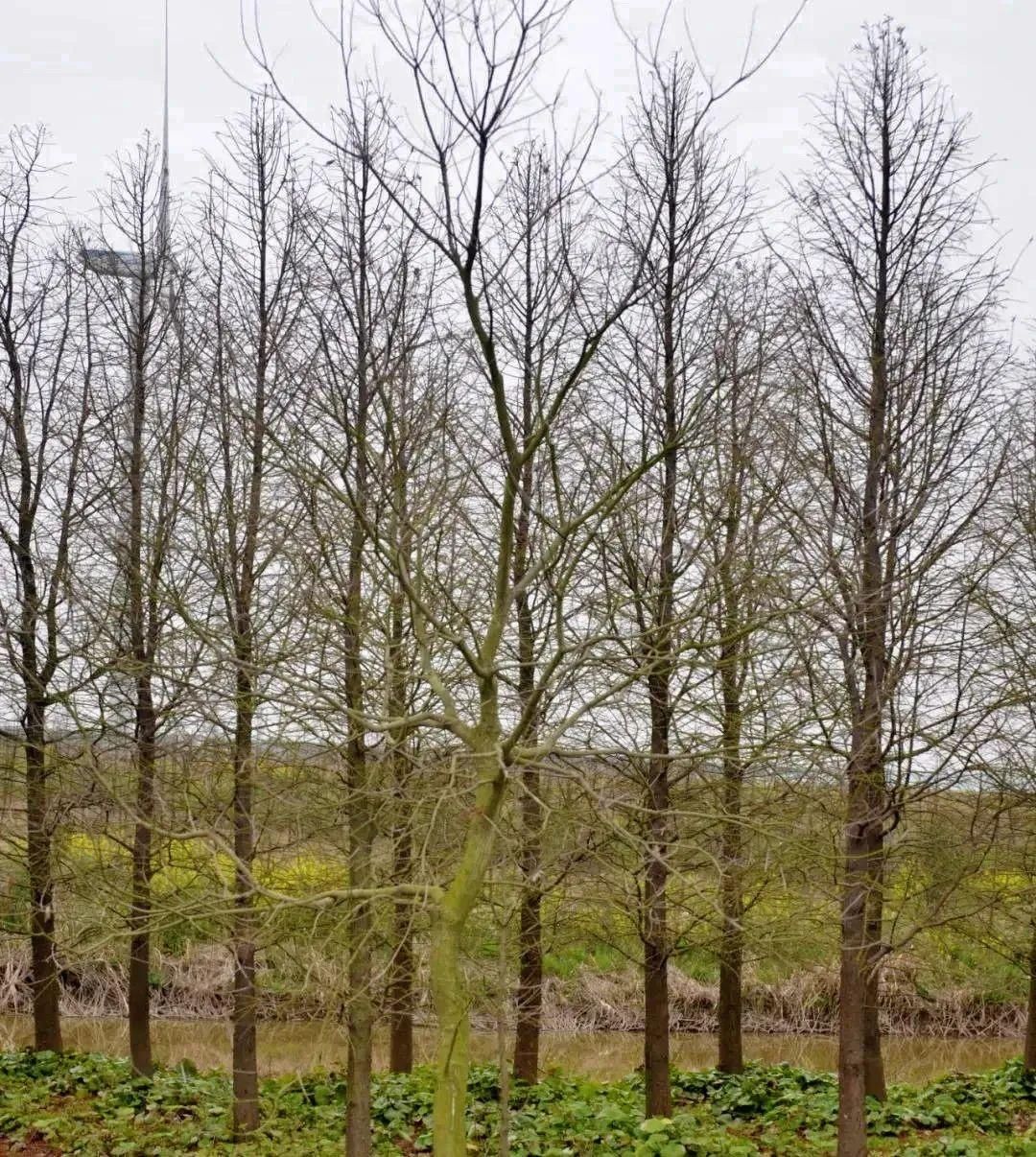 浦东|10260亩！浦东秋季又添新绿，线下版“蚂蚁森林”了解一下→