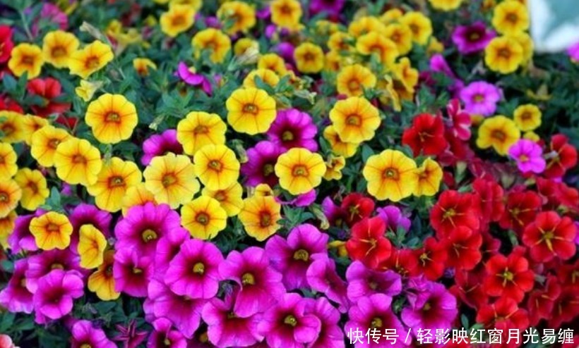 “4种花”是爆盆能手，懒人新手都能养好，美不胜收，开花百花园