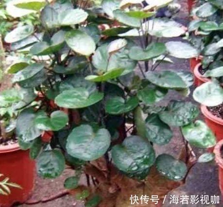 此种花叶子圆圆，在家养几盆，寓意幸福团圆，漂亮好养！