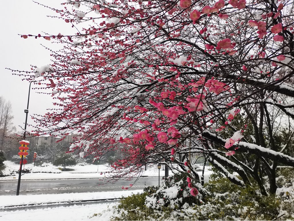 费玉清|踏雪寻梅暗香来，临安赏梅正当时~