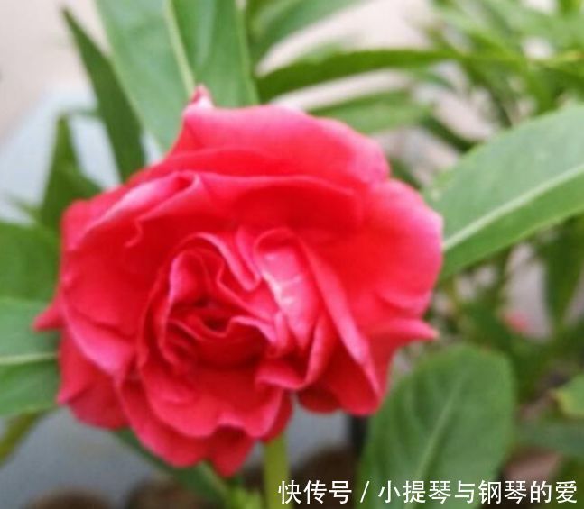 4种花，堪称“开花机器”，花期长开花勤，养家里四季有花赏