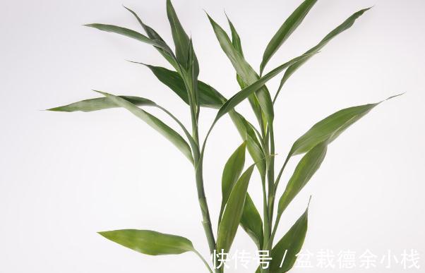 34种常见花草耐冻极限温度,哪些该搬到室内养,一清二楚