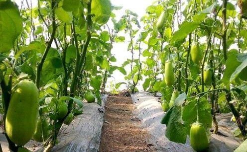 维生素d|想长寿得会吃,常吃以下三种食物,帮助消化,增进食欲,早吃早好