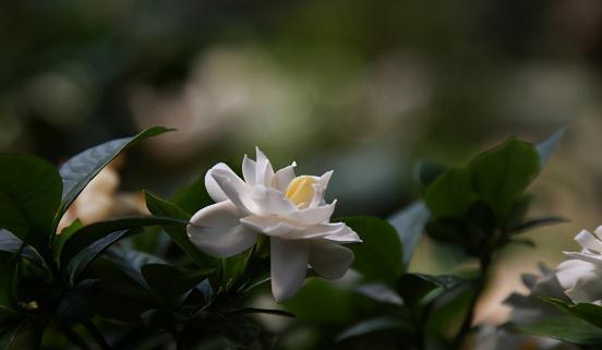 灌木|一个完美的庭院，绿植如何搭配，4类植物必不可少