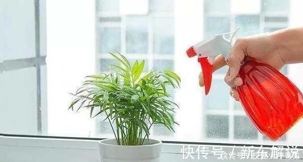 蚊香|浇水时加点小东西，植物用了呼呼长，连肥料都省了！