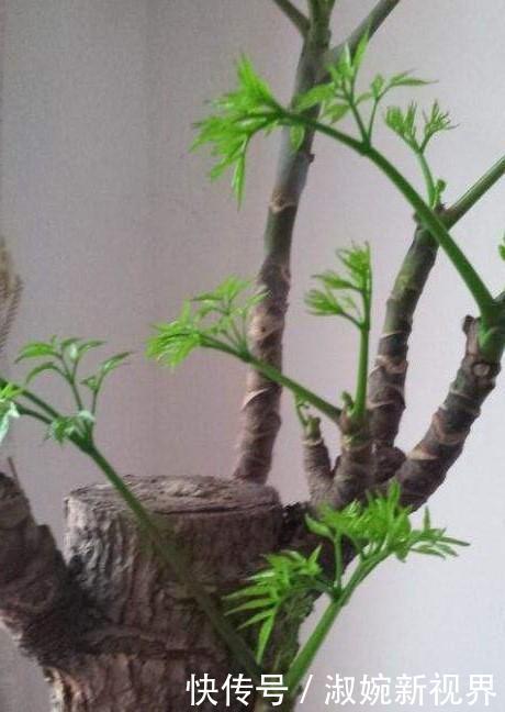 盆栽|幸福树盆栽,养护注意“4点”,新芽多,特别茂盛,还能养开花