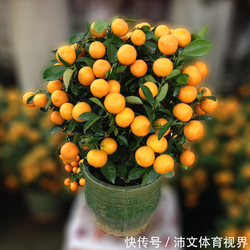 过年买花要“会挑”，4种花养家里“大吉大利”，谁看都有档次