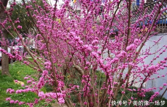  艳丽|紫荆花早春叶前开放，无论枝、干布满紫色花朵，艳丽可爱