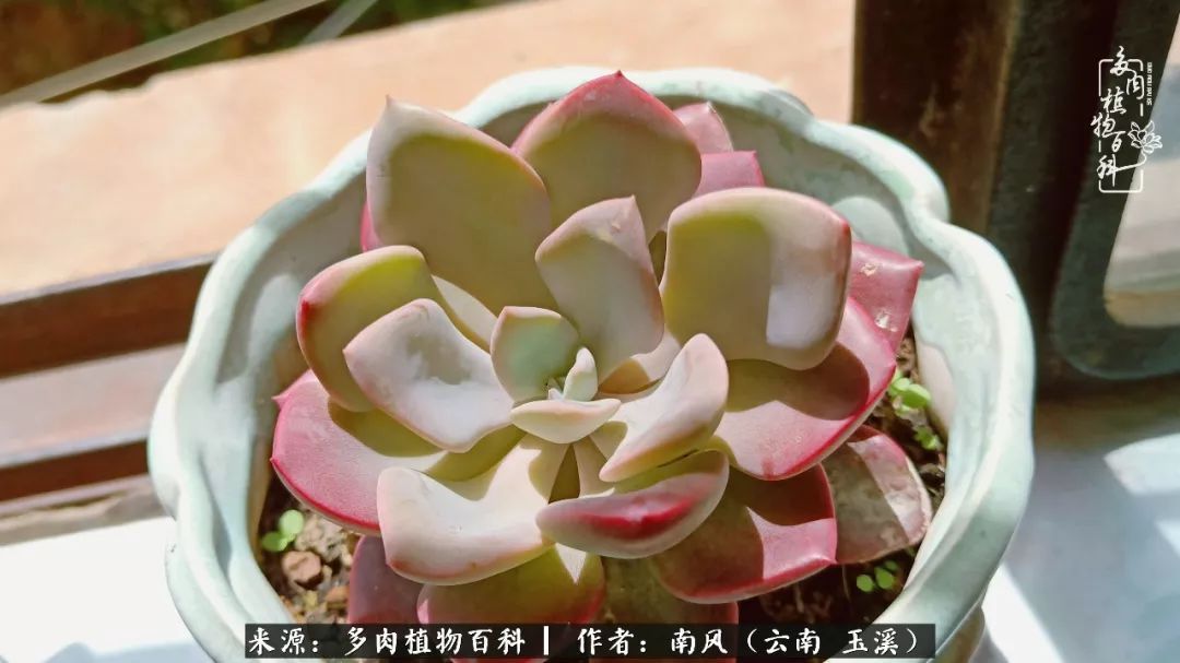 从小喜欢绿植，后来遇见多肉，情不知所起，那就再接再厉！