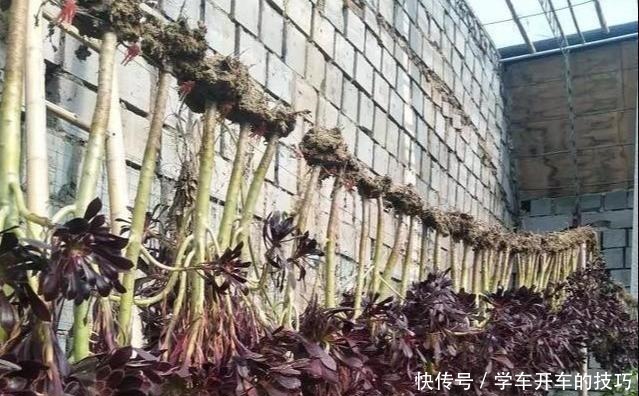 砍刀|多肉法师想“爆头”不用砍刀,3个方法不露痕迹,变成“伪老桩”!