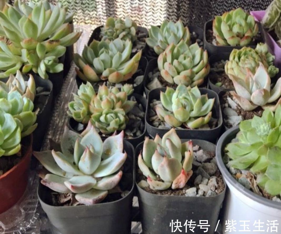 夏天|夏天养多肉,教你3个养护技巧,不再烂根化水
