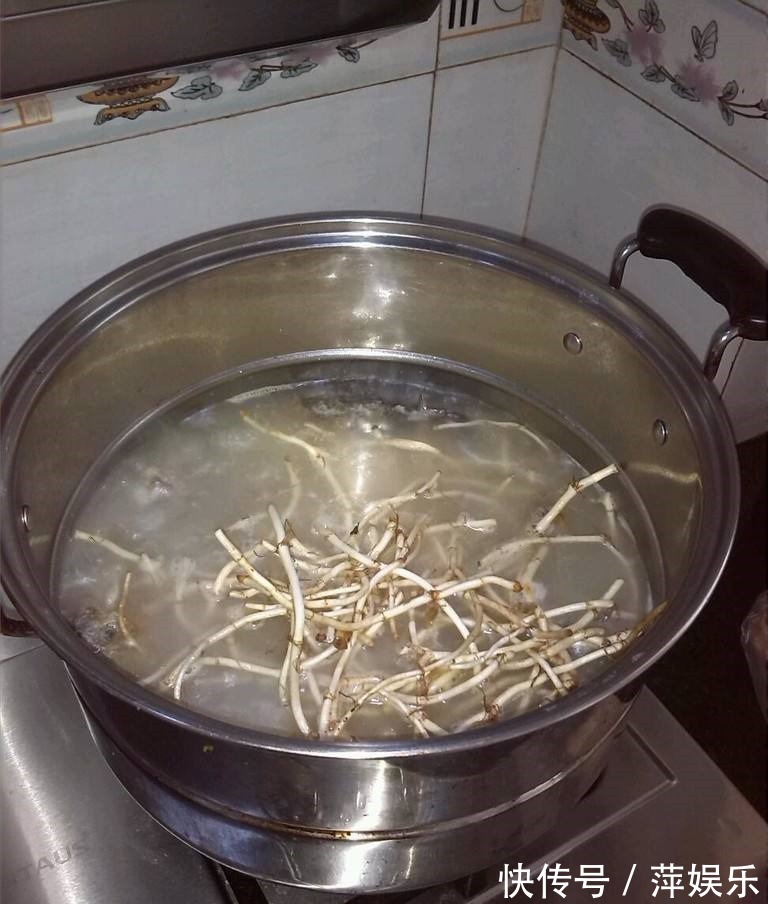 鱼腥草|“折耳根”天然的肺部清洁工,中医用它止咳、化痰、消水肿