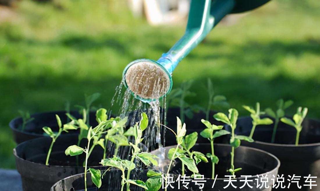 黄豆水的肥性,也比不过此特制溶液,用来浇花,绰绰有余