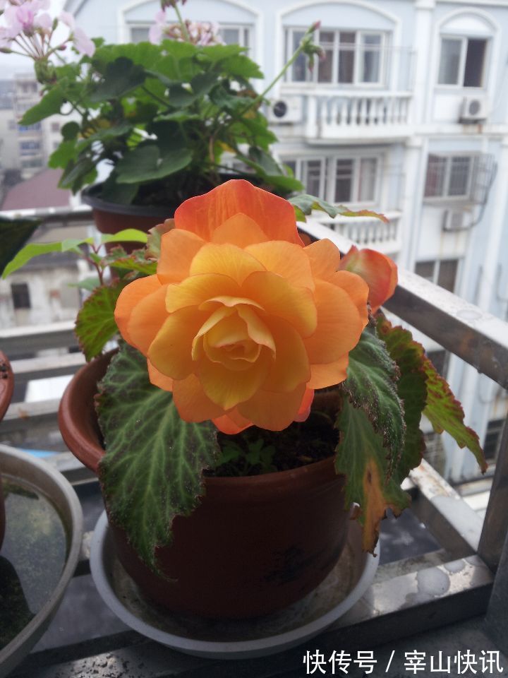 喜欢玫瑰,不如养盆“菊中珍品”国华黄越山,似金色芍药,金灿灿