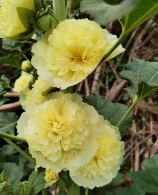 漂亮的蜀葵开花了,随便撒些种子,来年就是一片花海!