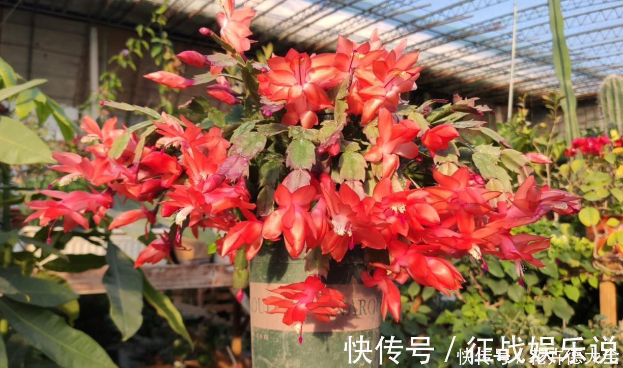 施肥|蟹爪兰二次开花小技巧，好多人都不知道，原来只要简单3步就可以